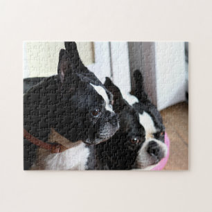 Zwei Boston-Terrier Puzzle
