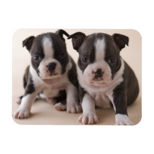 Zwei Boston Terrier Welpen Magnet