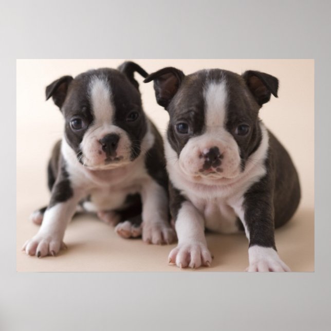 Zwei Boston Terrier Welpen Poster (Vorne)