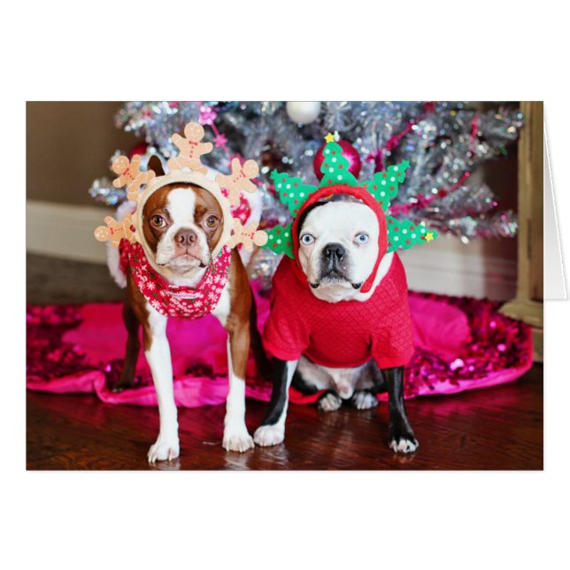 Zwei Boston Terriers (Vorderseite (Horizontal))