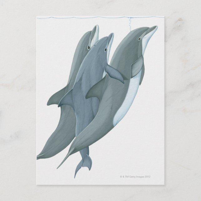 Zwei Bottlenosierte Delphine Postkarte (Vorderseite)