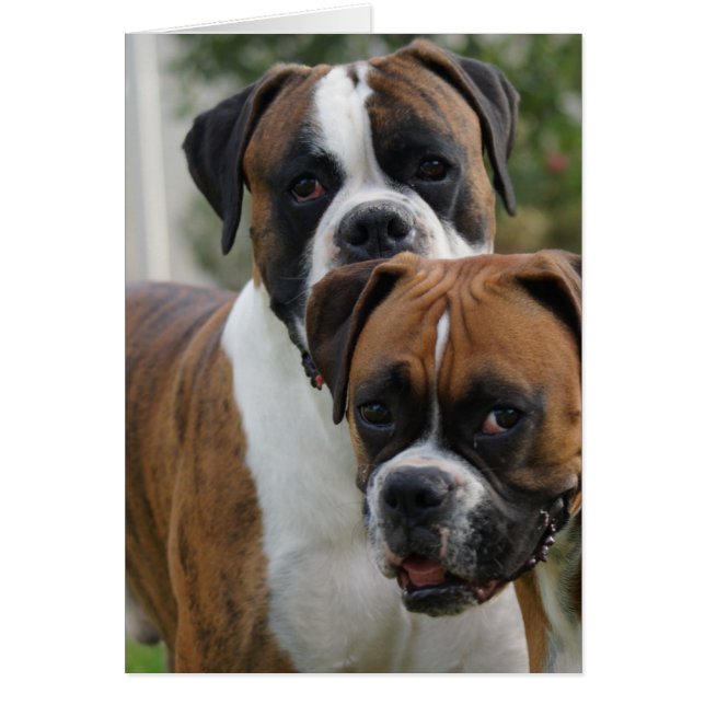 Zwei Boxer-Hunde (Vorne)