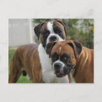 Zwei Boxer-Hunde