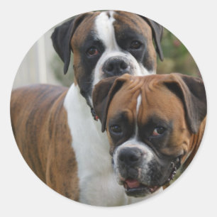 Zwei Boxer-Hunde Runder Aufkleber