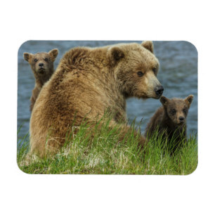 Zwei Braunbärenjunge mit Mutter am Wasser Magnet