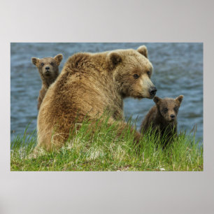 Zwei Braunbärenjunge mit Mutter am Wasser Poster