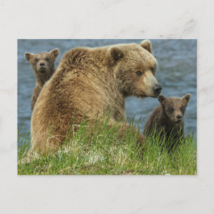 Zwei Braunbärenjunge mit Mutter am Wasser Postkarte