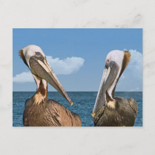 Zwei braune Pelikane Postkarte