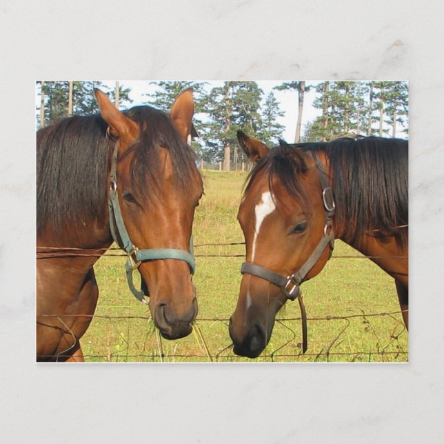 Zwei braune Pferde auf einem Feld, nachdenkliche P Postkarte (Vorderseite)
