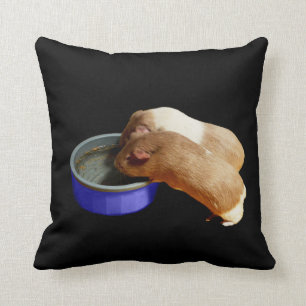 zwei braune und weiße Guinea, Kissen