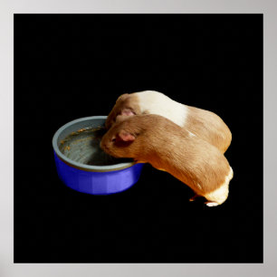 zwei braune und weiße Guinea, Poster