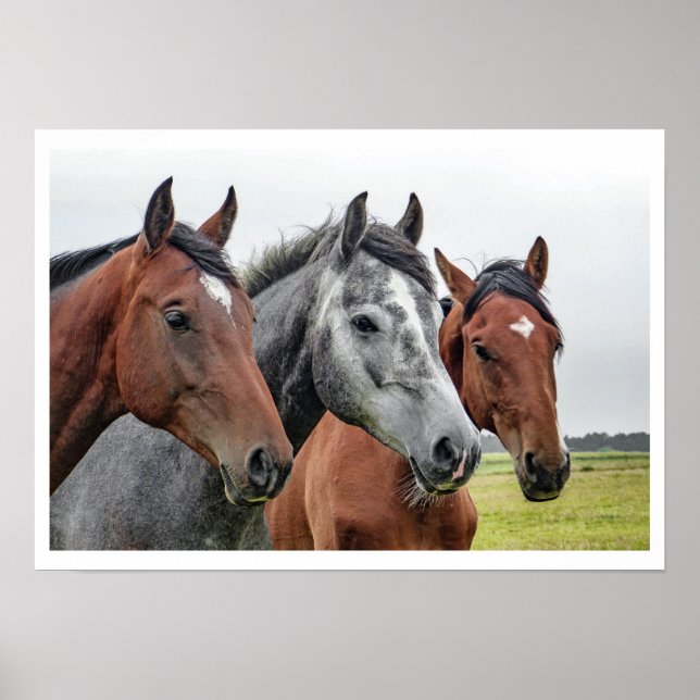 Zwei Buchten und ein Grau, Drei Pferde in einer Re Poster (Vorne)