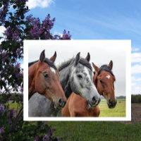 Zwei Buchten und ein Grau, Drei Pferde in einer Re