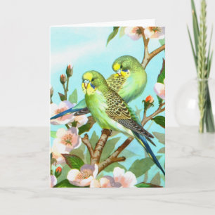 Zwei Budgerigis Feiertagskarte