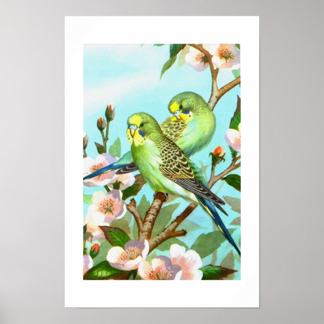 Zwei Budgerigis Poster (Vorne)