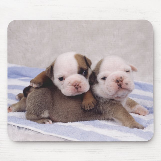 Zwei Bulldohwelpen auf Handtuch Mousepad (Vorne)