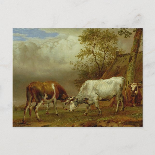 Zwei Bullen mit verstopften Hörnern, 1653 Postkarte (Vorderseite)