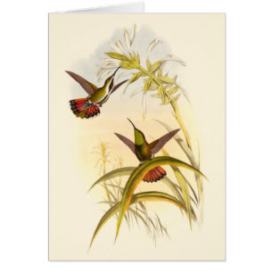 Zwei bunte Kolibris, die die gleiche Blume