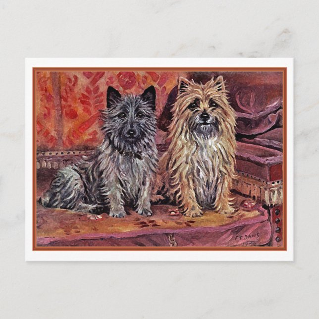 Zwei Cairn Terriers Postkarte (Vorderseite)