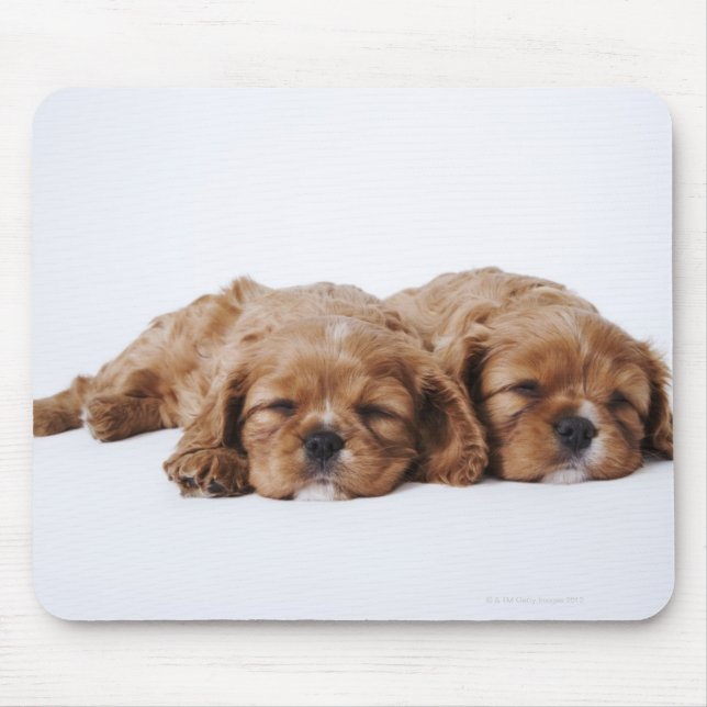 Zwei Cavalier King Charles Spaniel Welpen Mousepad (Vorne)