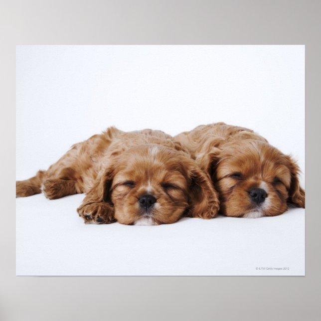 Zwei Cavalier King Charles Spaniel Welpen Poster (Vorne)
