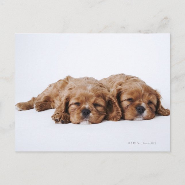 Zwei Cavalier King Charles Spaniel Welpen Postkarte (Vorderseite)