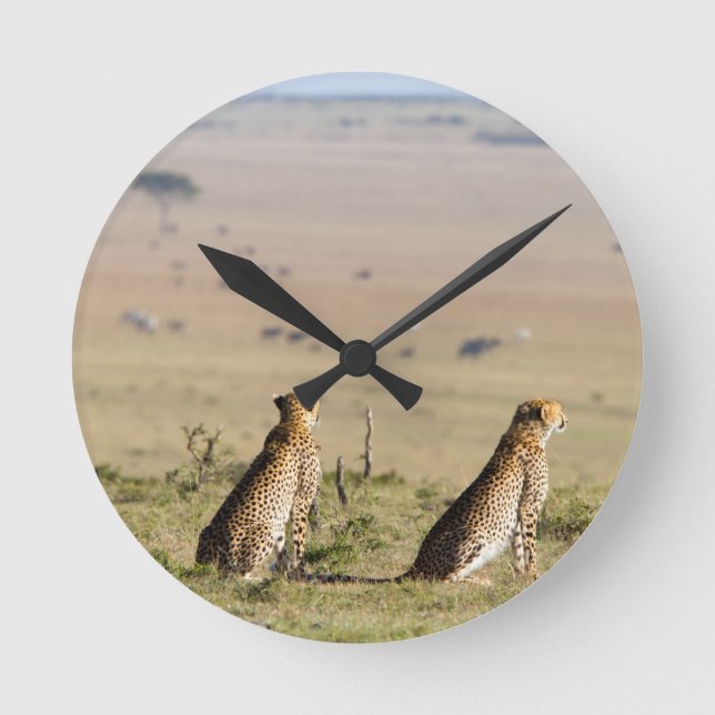 Zwei Cheetahs auf dem Ausblick Runde Wanduhr (Vorderseite)