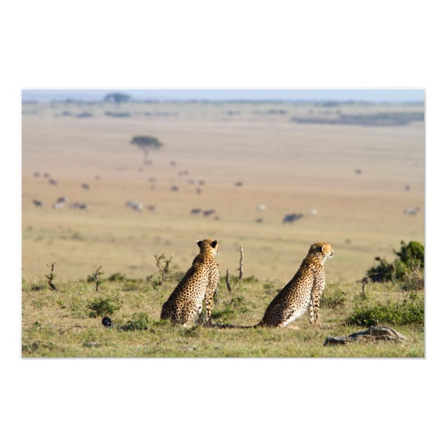Zwei Cheetahs im Blick Fotodruck (Vorne)