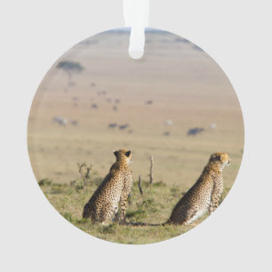Zwei Cheetahs im Blick Ornament