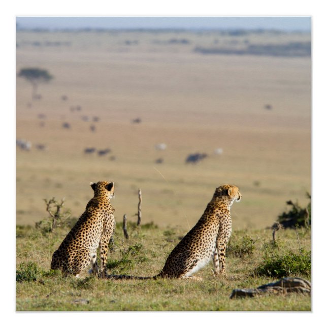 Zwei Cheetahs im Blick Poster (Vorderseite)