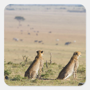 Zwei Cheetahs im Blick Quadratischer Aufkleber