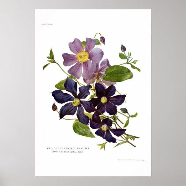 Zwei Clematis Poster (Vorne)