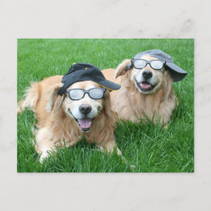 Zwei Coole Golden Retrievers in Hats und Sonnenbri Postkarte