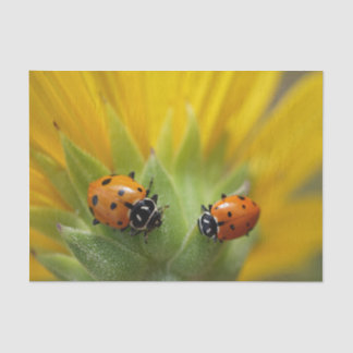 Zwei Dame Bugs auf einem Sonnenblume-Seidenpapier Seidenpapier