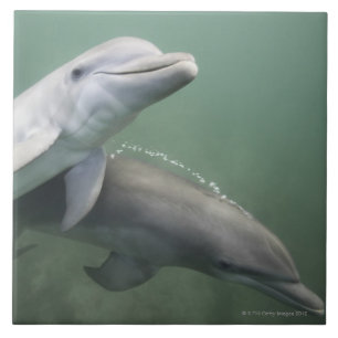 Zwei Delphine Unterwasser Fliese