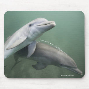Zwei Delphine Unterwasser Mousepad