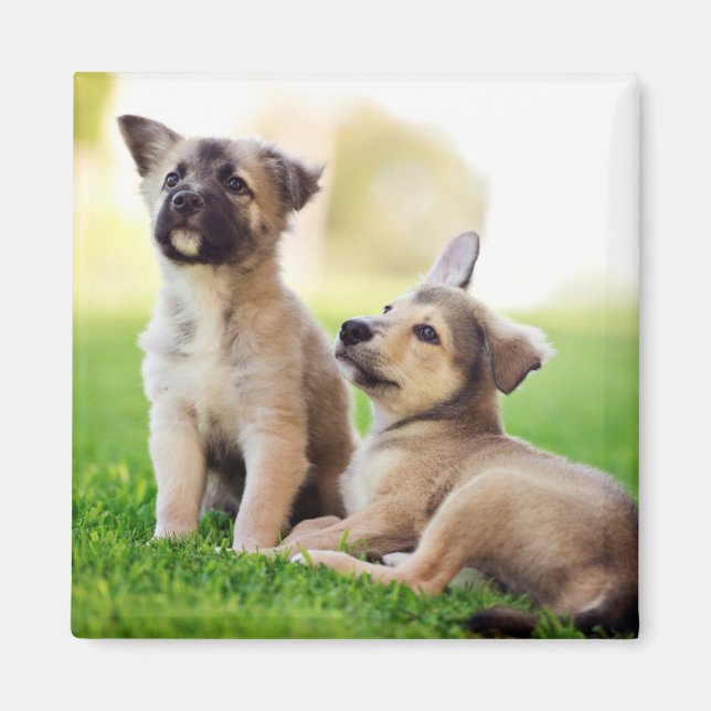 Zwei deutsche Schäferwelpen Magnet (Vorne)