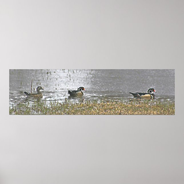 Zwei Drake und eine Hen Wood Duck Poster (Vorne)