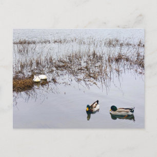 Zwei Duckpaare Postkarte
