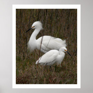 Zwei Egret Birds Wildlife Animals Print Poster