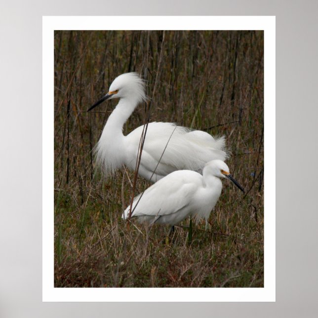 Zwei Egret Birds Wildlife Animals Print Poster (Vorne)