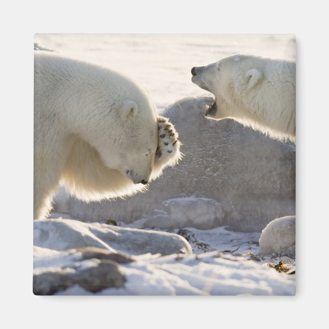 Zwei Eisbären Magnet (Vorne)