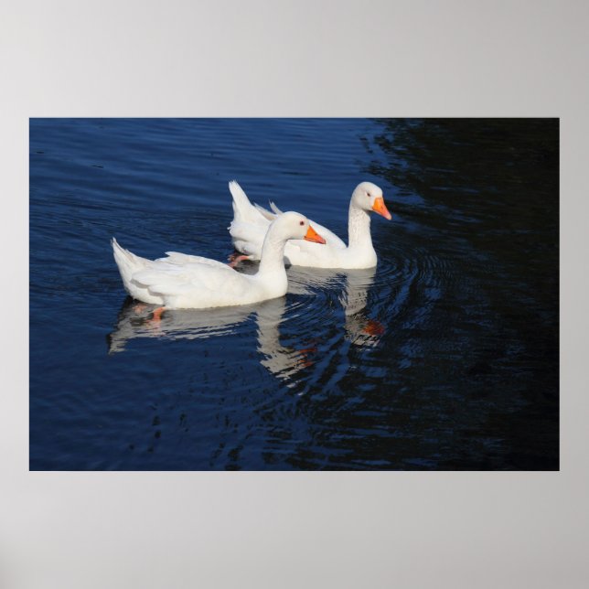 Zwei Emden Ges Poster (Vorne)