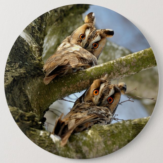 Zwei Eulen im Wald, Vögel, Wildtier Button (Vorderseite)