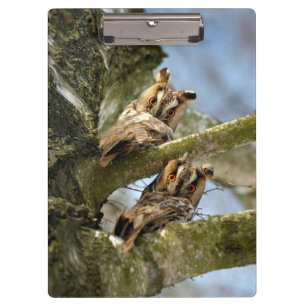Zwei Eulen im Wald, Vögel, Wildtiere Clipboard Klemmbrett