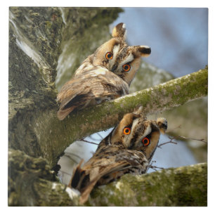 Zwei Eulen im Wald, Vögel, Wildtiere Keramik Til Fliese