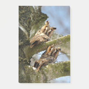 Zwei Eulen im Wald, Vögel, Wildtiere Post-it Klebezettel