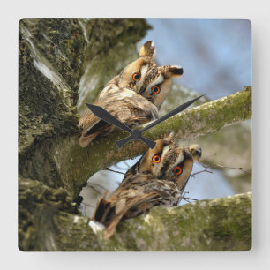 Zwei Eulen im Wald, Vögel, Wildtiere Quadratische  Wanduhr