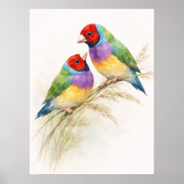 Zwei farbenfrohe Gouldamadinen-Vögel Poster