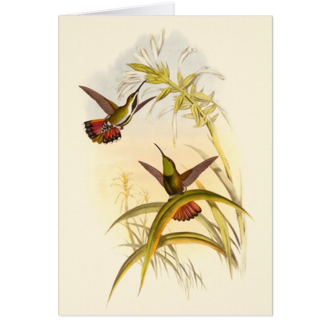 Zwei farbenfrohe Hummingbirds streben nach derselb (Vorne)